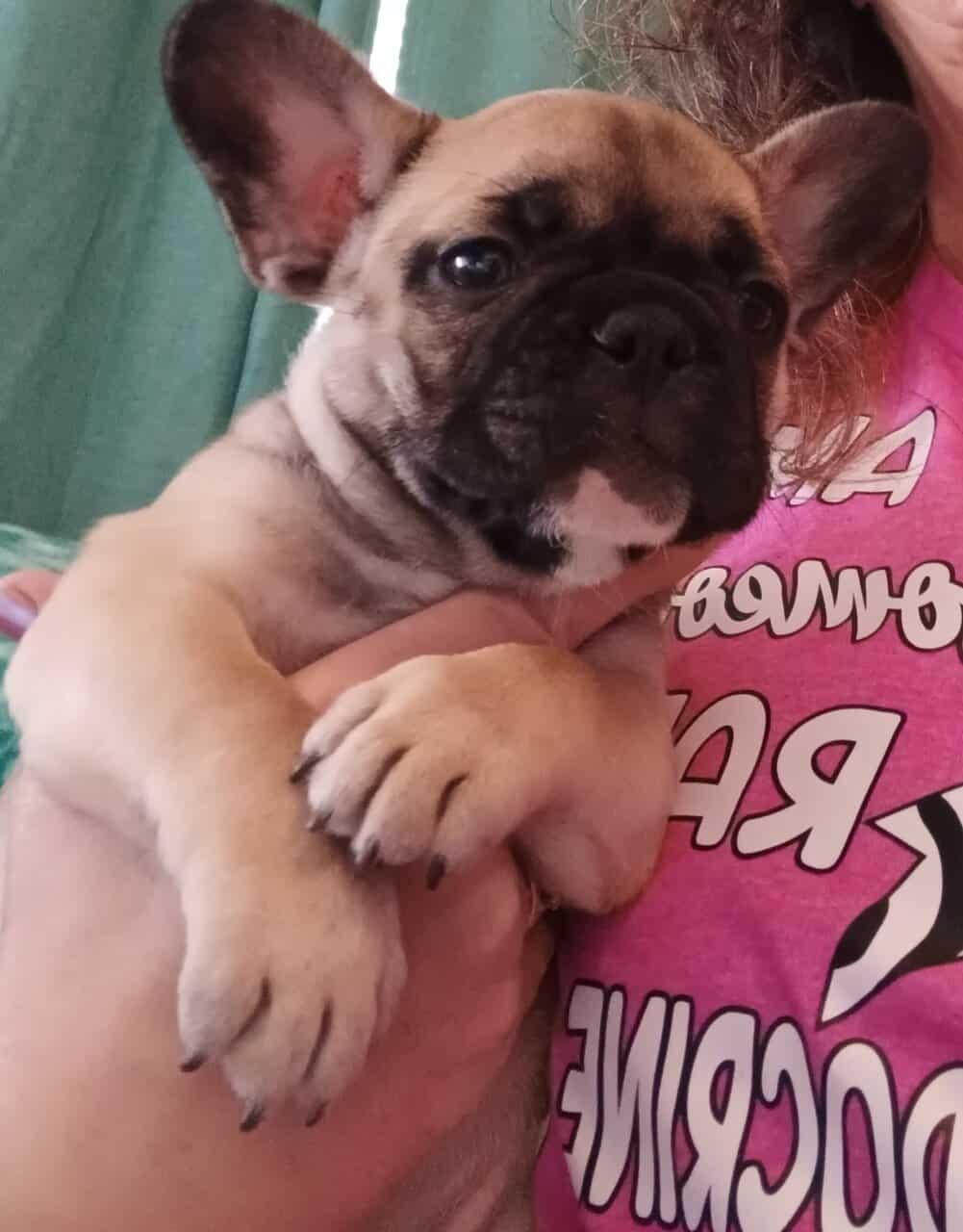 French Bulldog puppies fall sale image 7