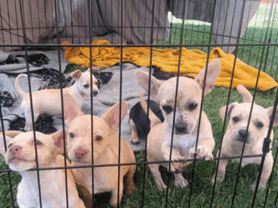 Chihuahua puppies 8 wks old