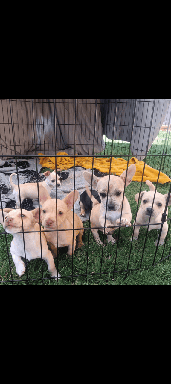 Chihuahua puppies 8 wks old image 1