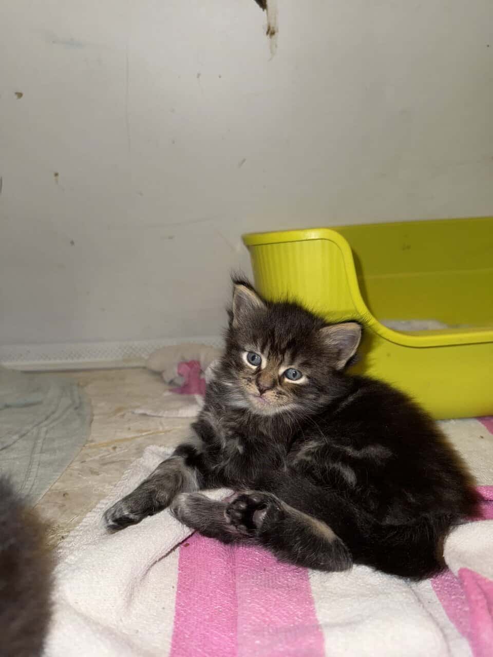Mainecoon kittens image 3