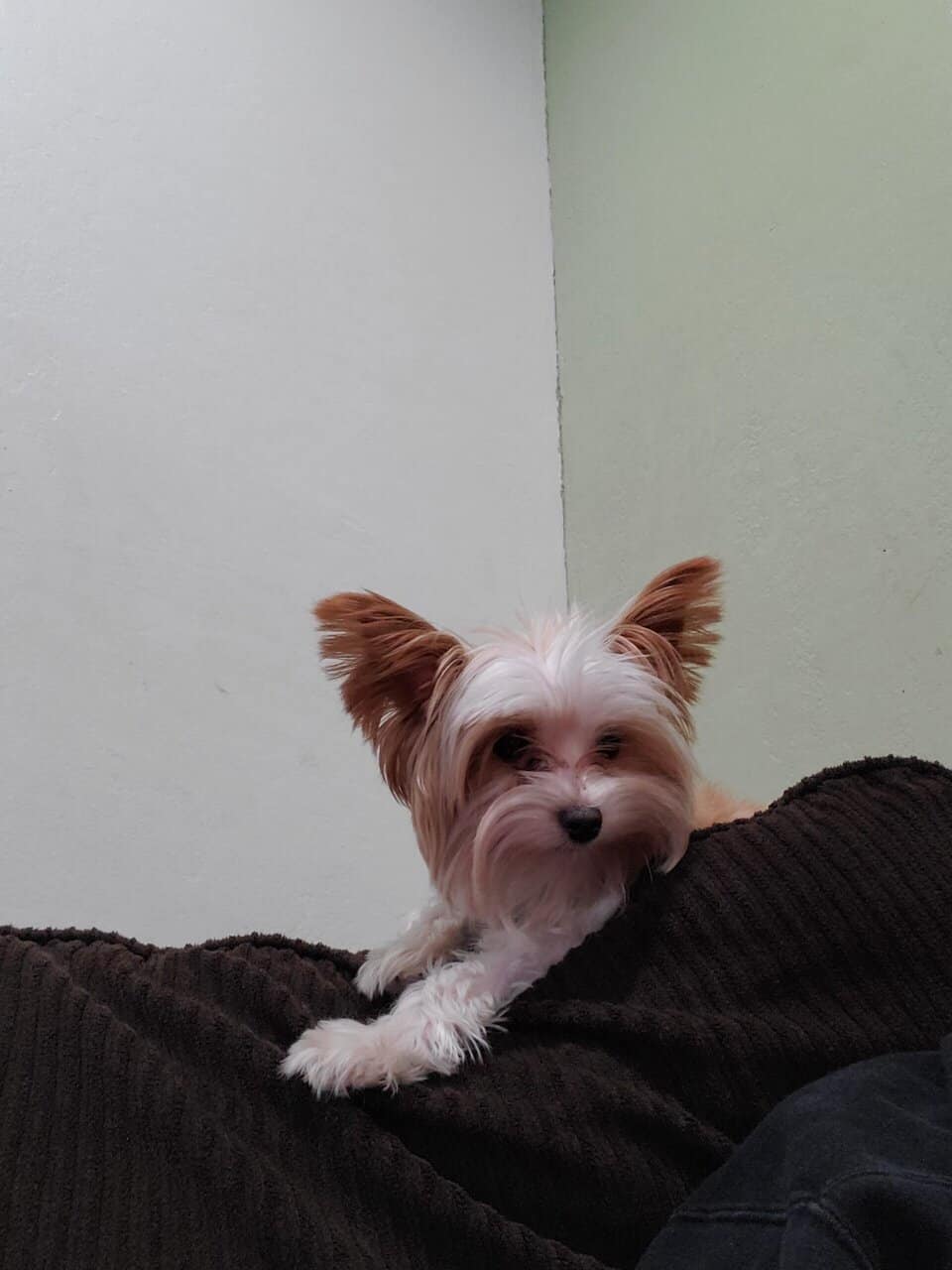 Golddust Yorkie image 4