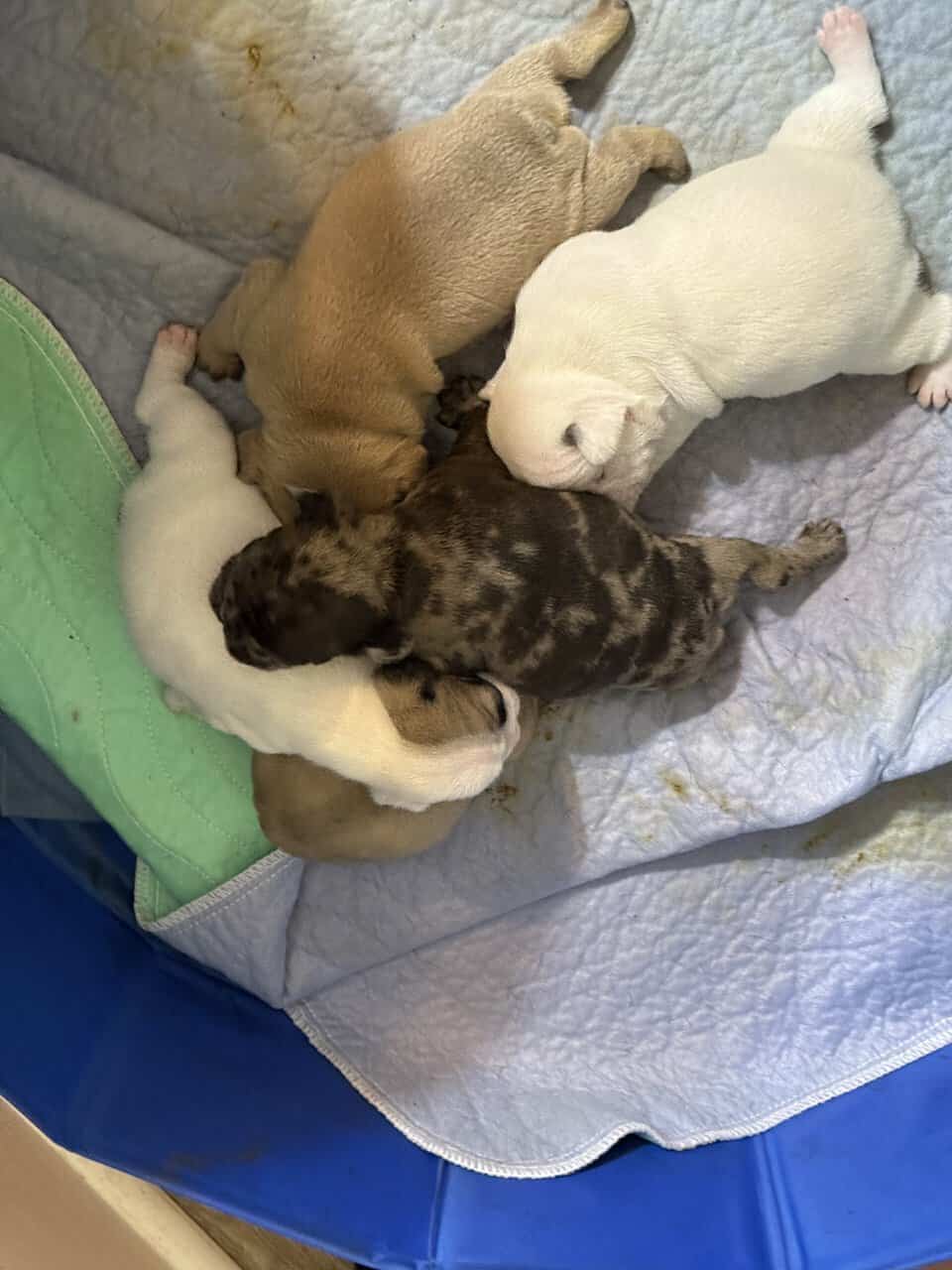 French bulldog babies image 9