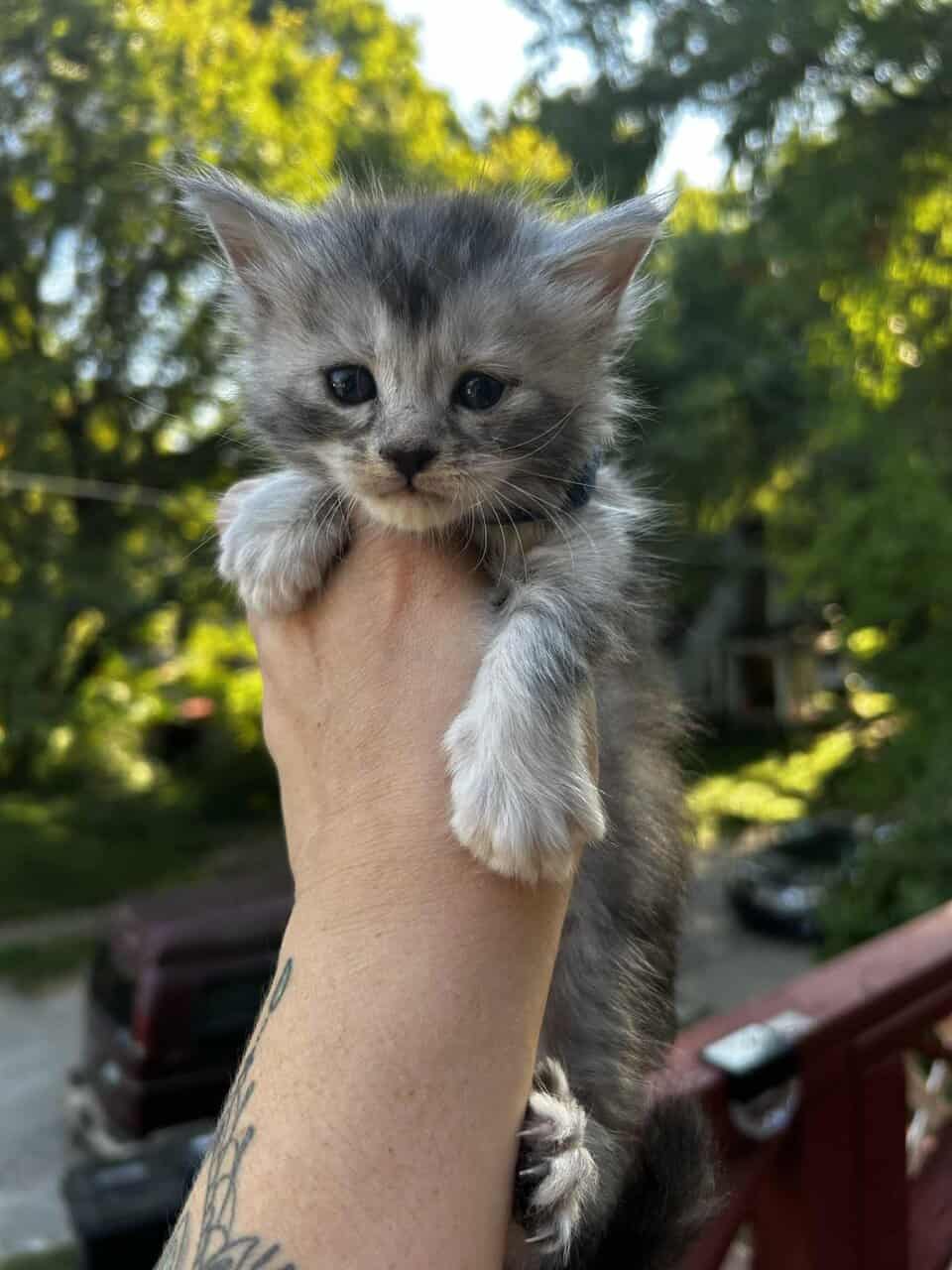 Maine Coon Kittens (Full Moon MCC) image 2