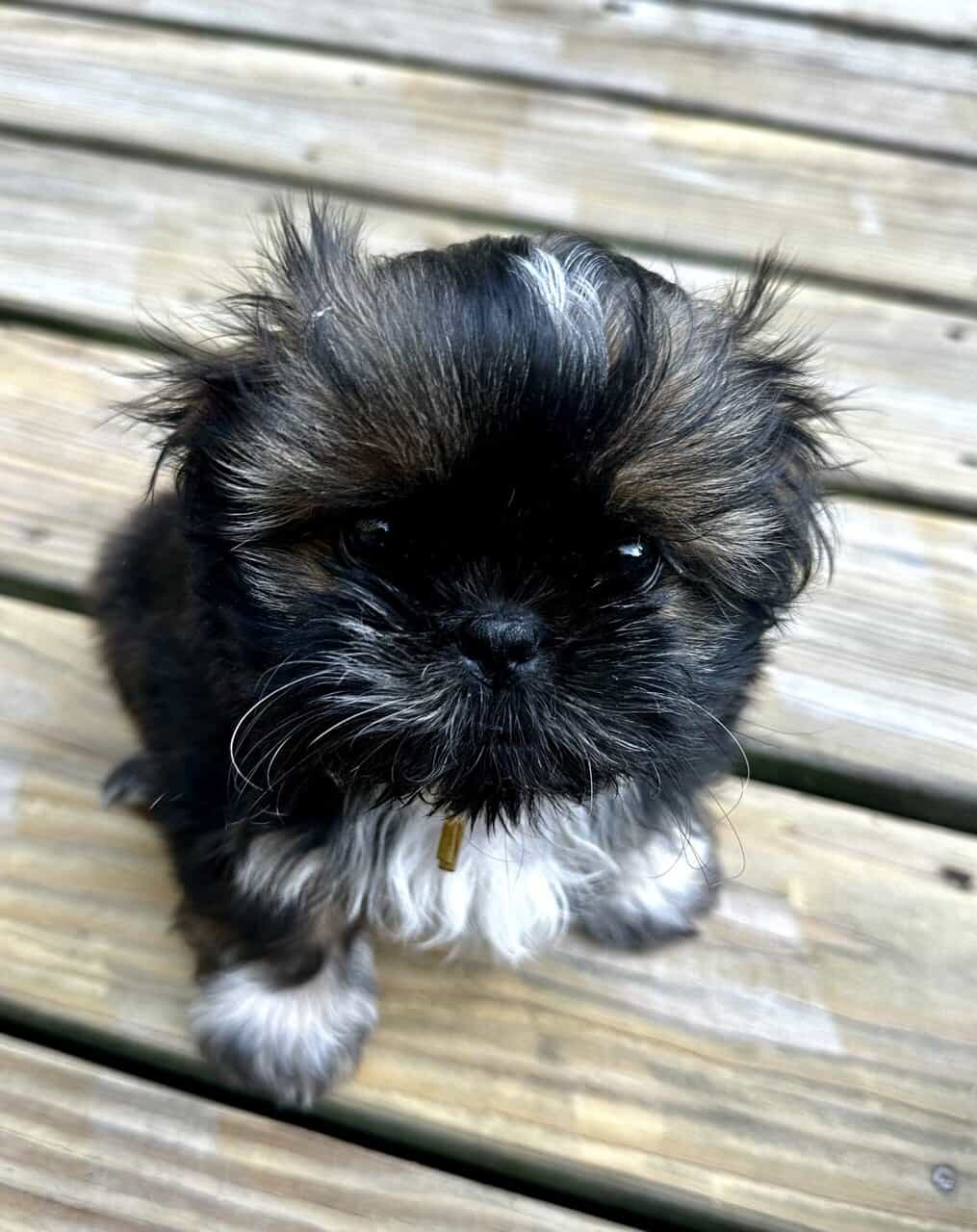 ShihTzu Puppies image 3