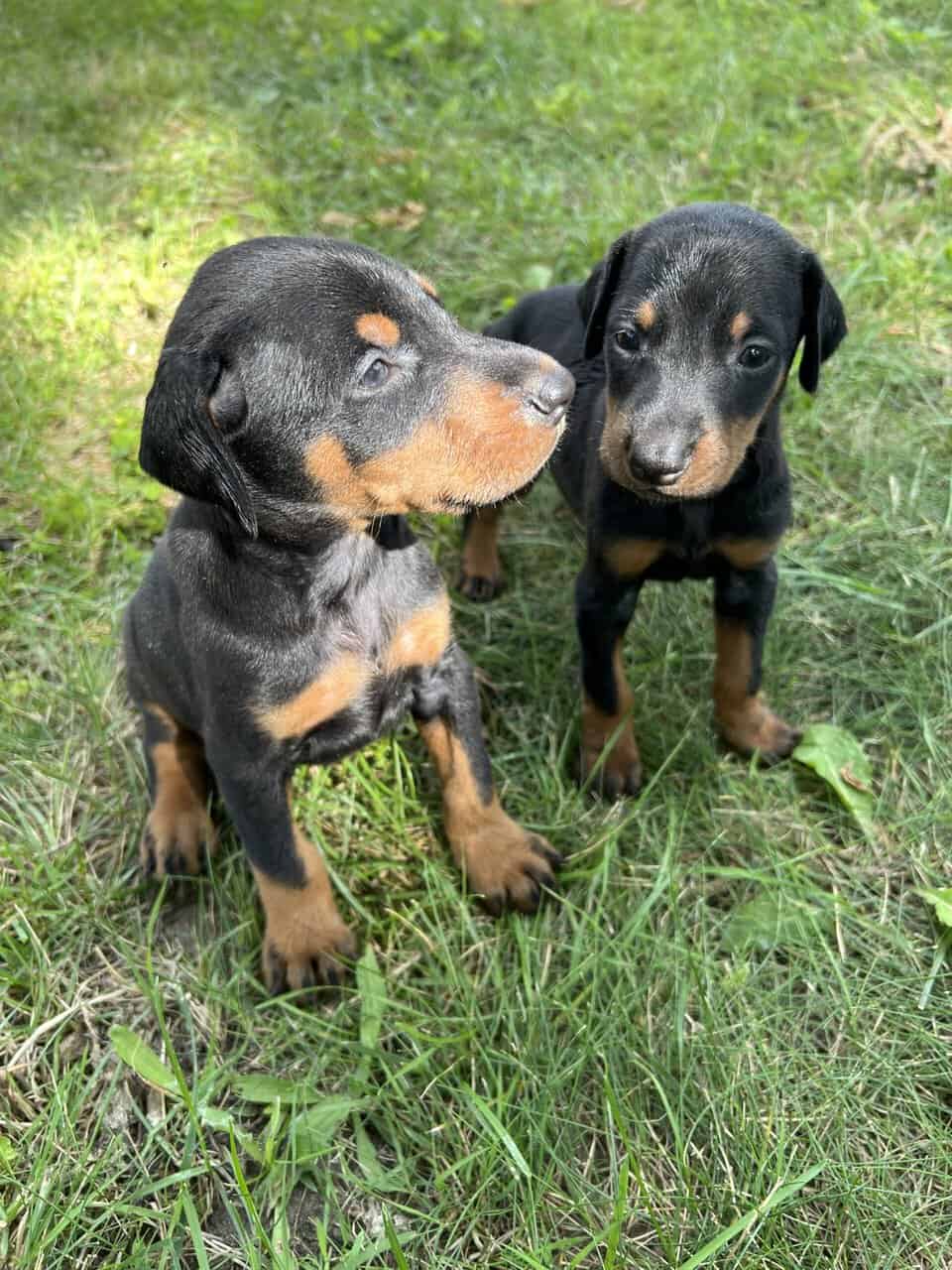 Doberman Pups image 5