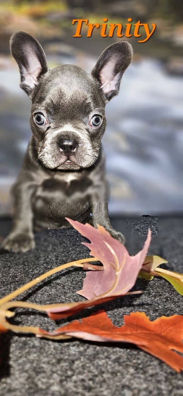 Akc registered french bulldogs image 3