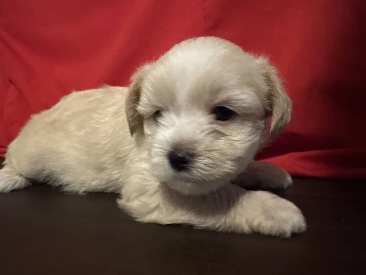 Shorkies needing home ASAP!! image 3