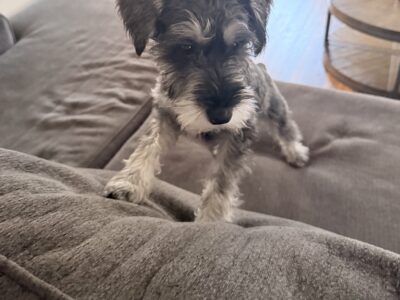 Miniature Schnauzer