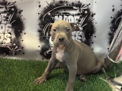 Classic American bullies