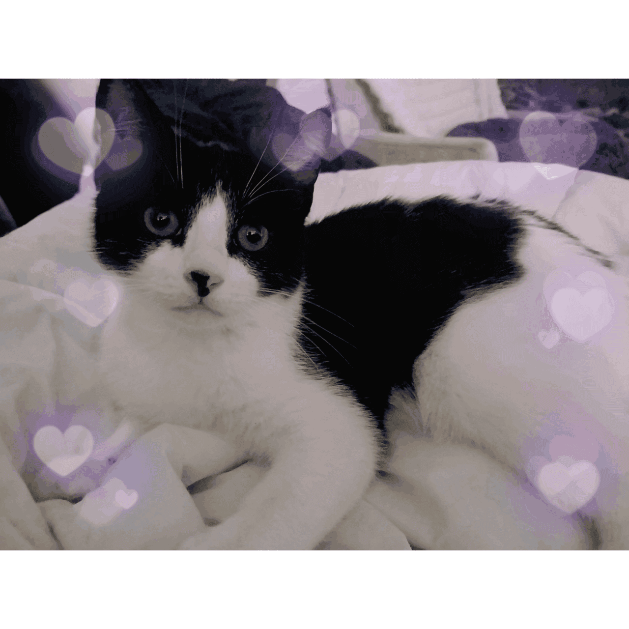 🐾 Sweet Black & White Kittens Looking for Love 🐾 image 1