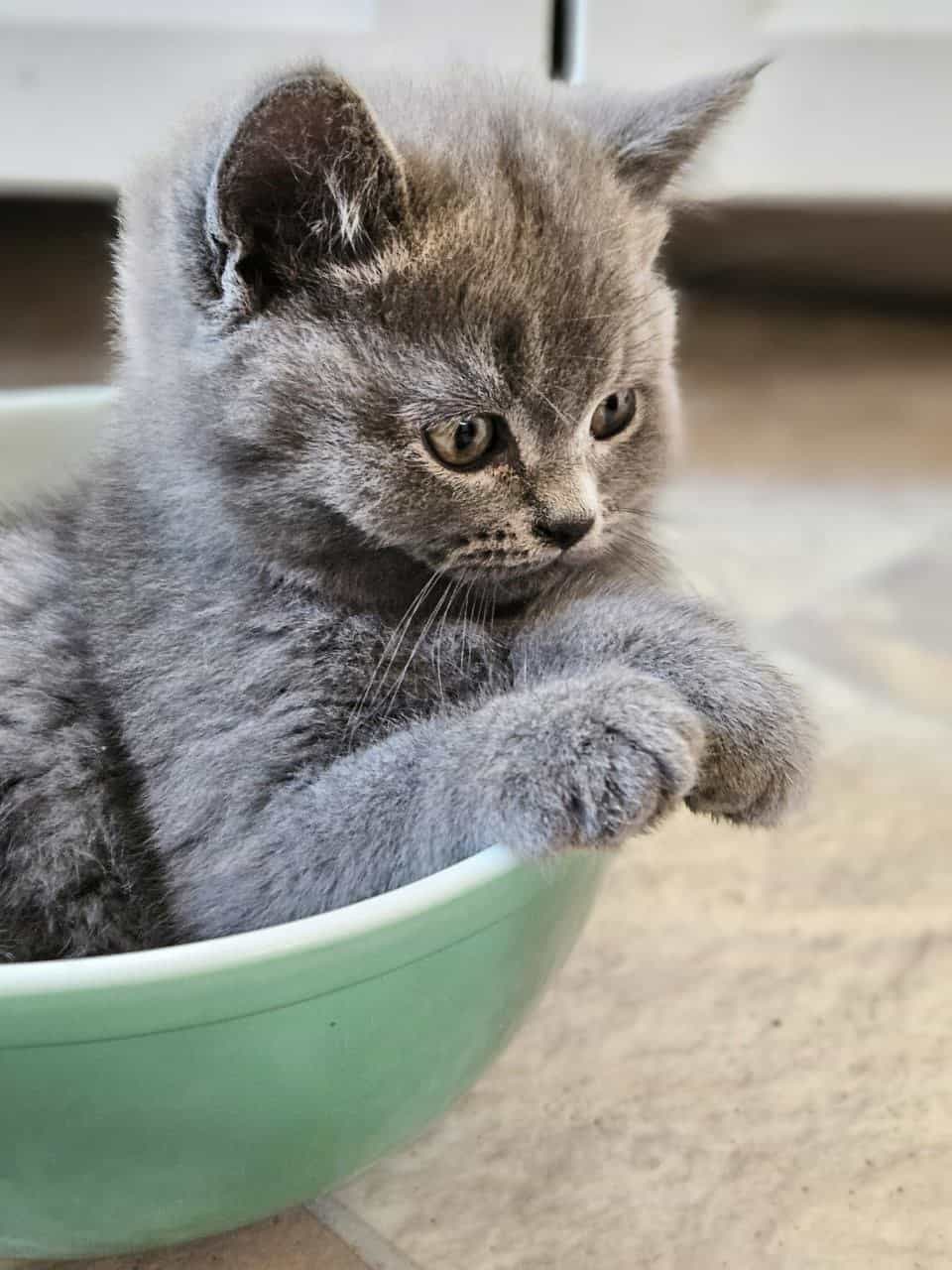 Scottish Fold/Straight cats for sale image 2