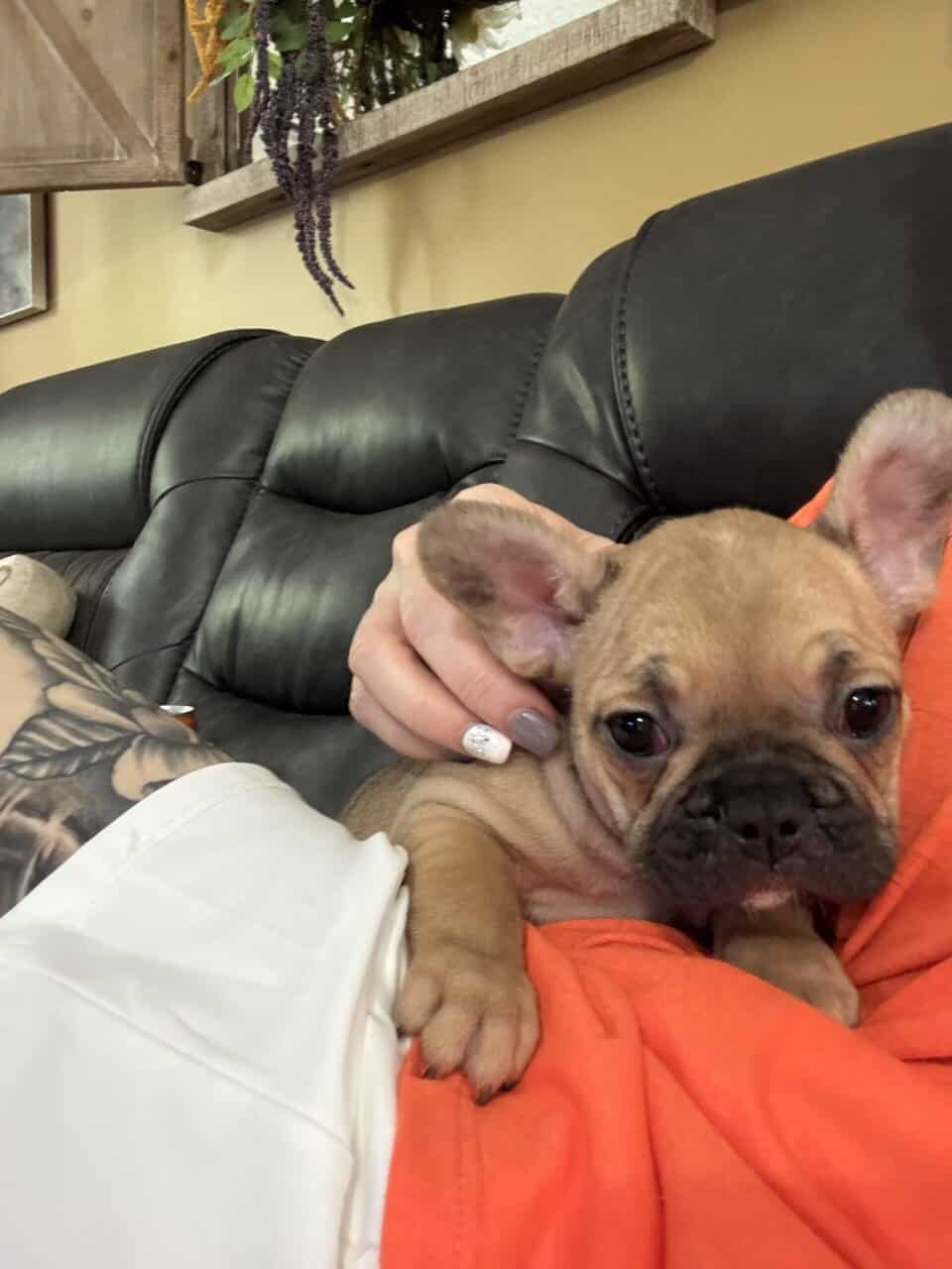 French Bulldog puppies image 17