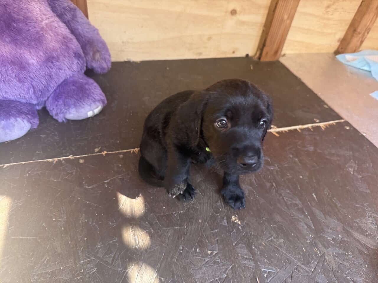 Beautiful Standard poodle/terrior puppies image 2