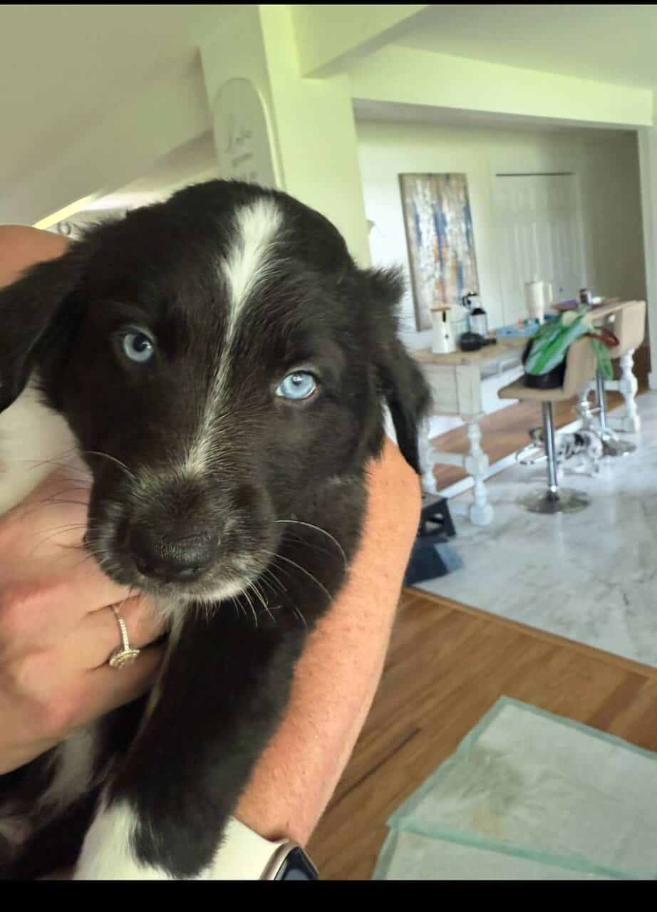 Australian Shepherd image 3