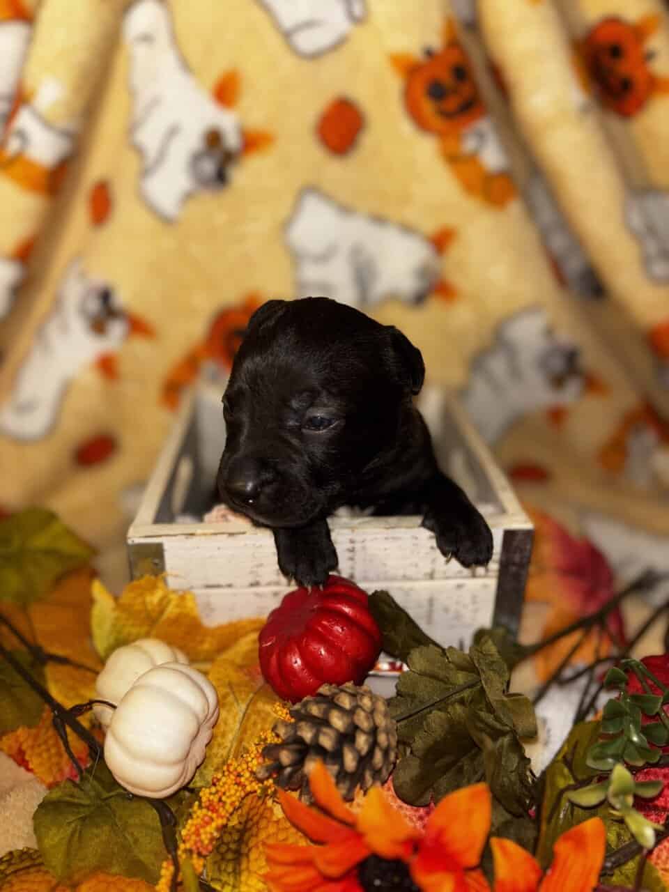Pit mix Puppies image 6