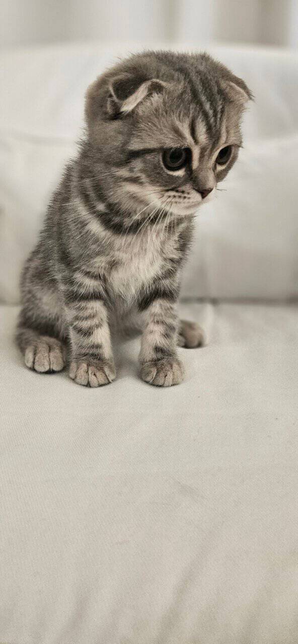 Scottish Fold/Straight cats for sale image 18