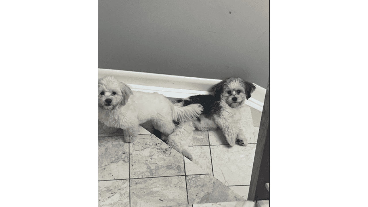 🐾 Meet Panda & Snow 🐾 image 5