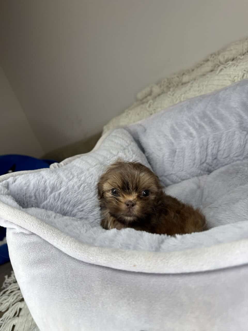 Shih Tzu Boy Puppy (Chester) image 4