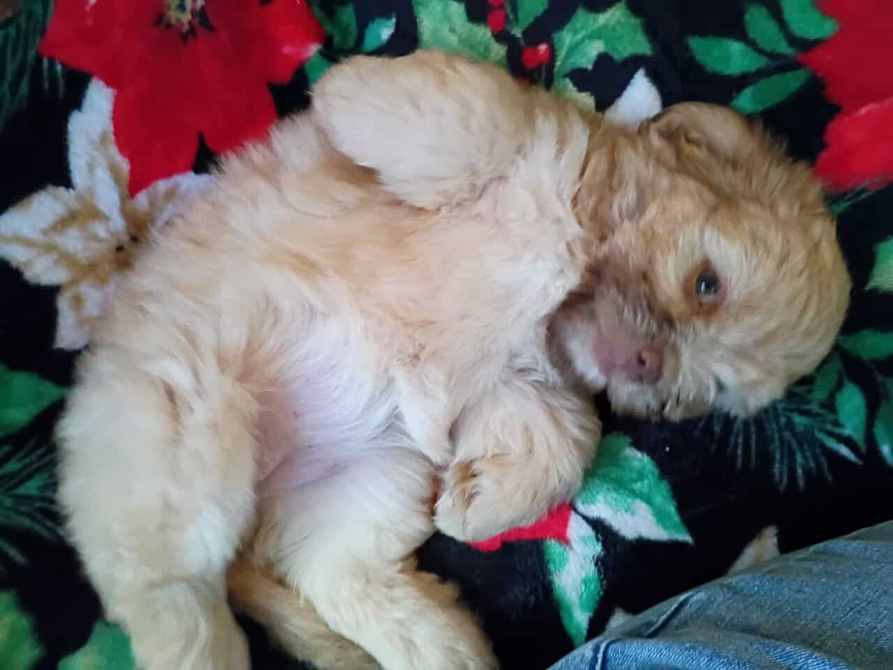 Puppies image 1