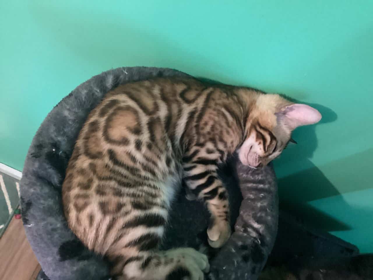 Purrr-n’s Wild Kingdom Exotic. YKittens image 18