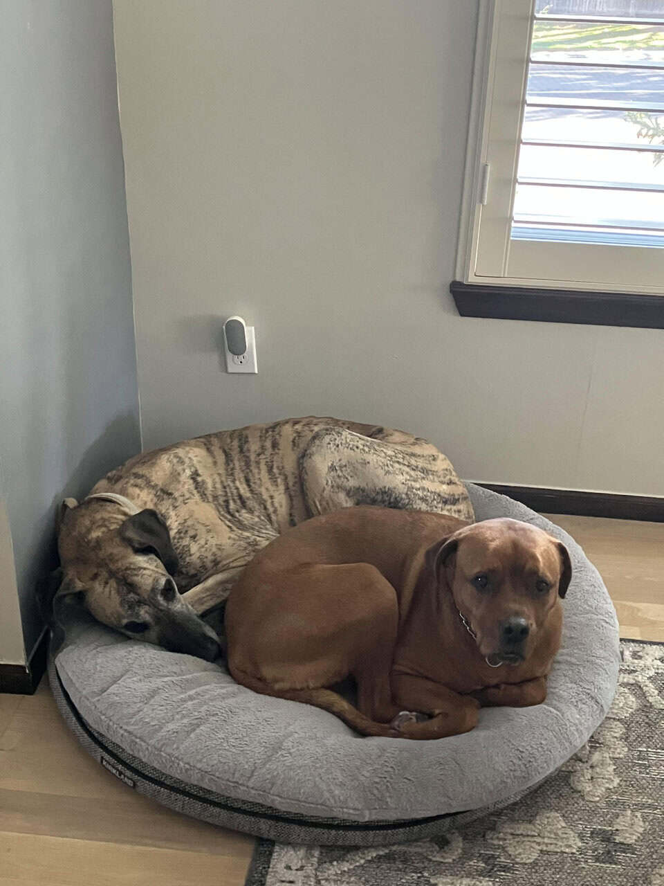 Fully Trained Family Friendly Dog image 3