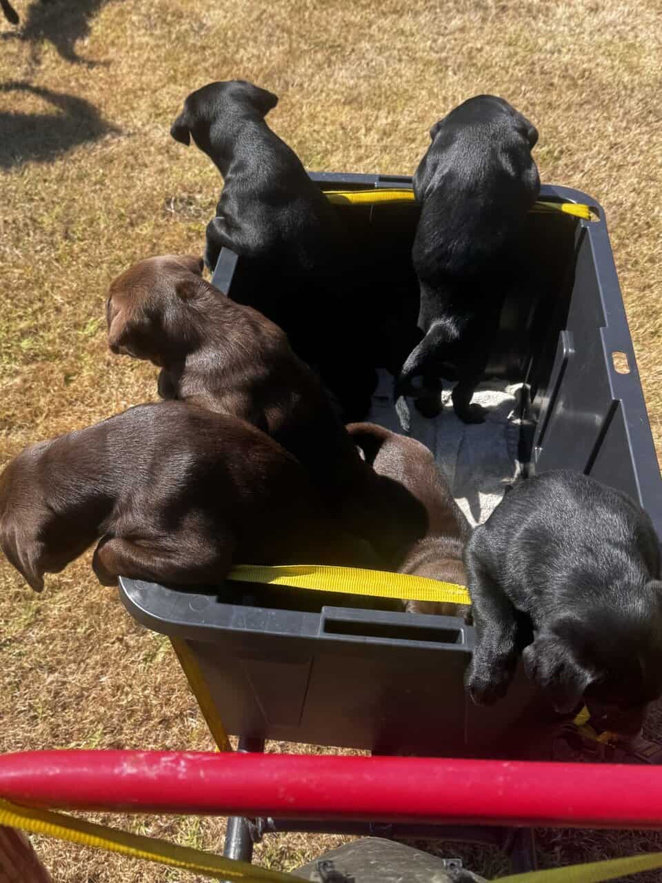 Lab and pit puppies image 1