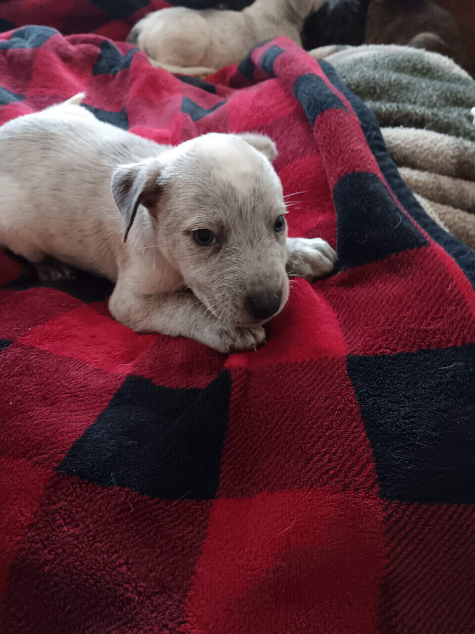 Mixed breed puppies image 4