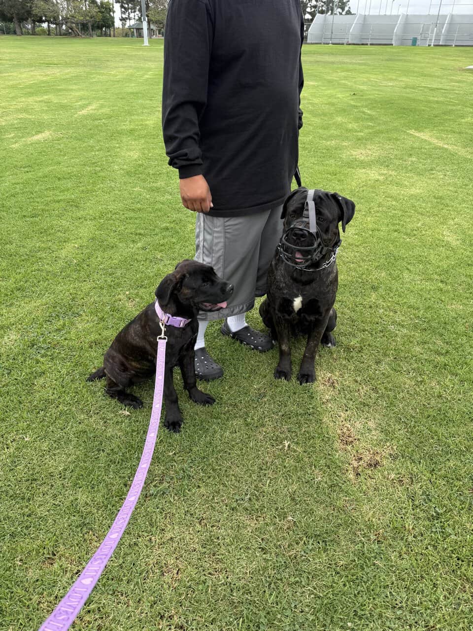 Female cane corso puppy for sale image 4
