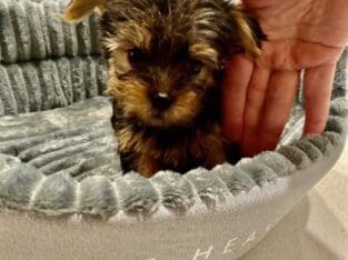 CKC REGISTERED PUREBRED YORKIE PUPPIES AVAILABLE!