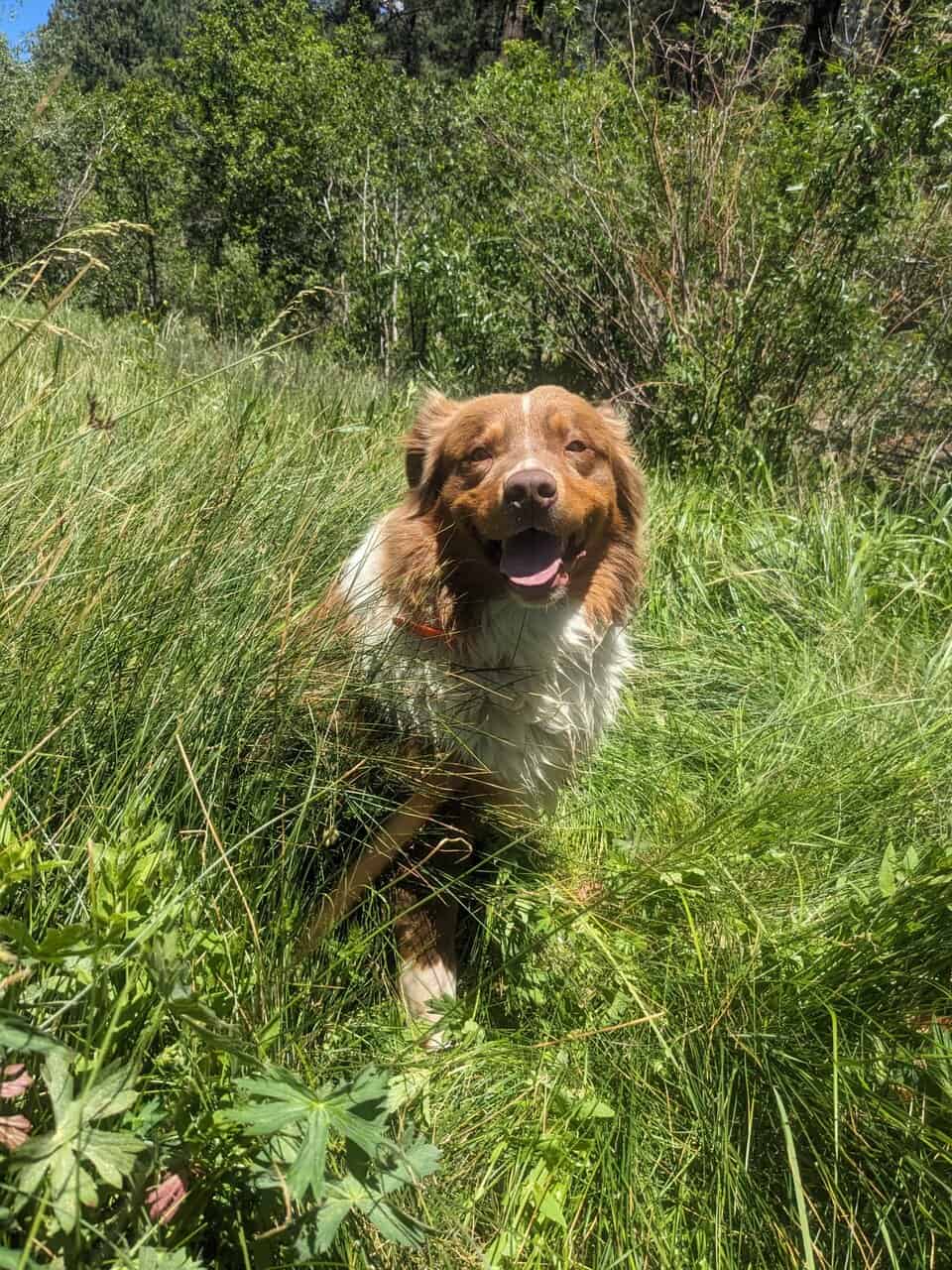 AKC and ASCA Stud for sale image 1