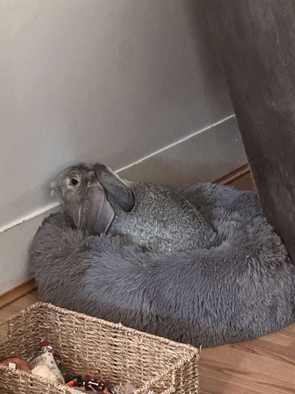 13 Week Old Flemish Giant image 5