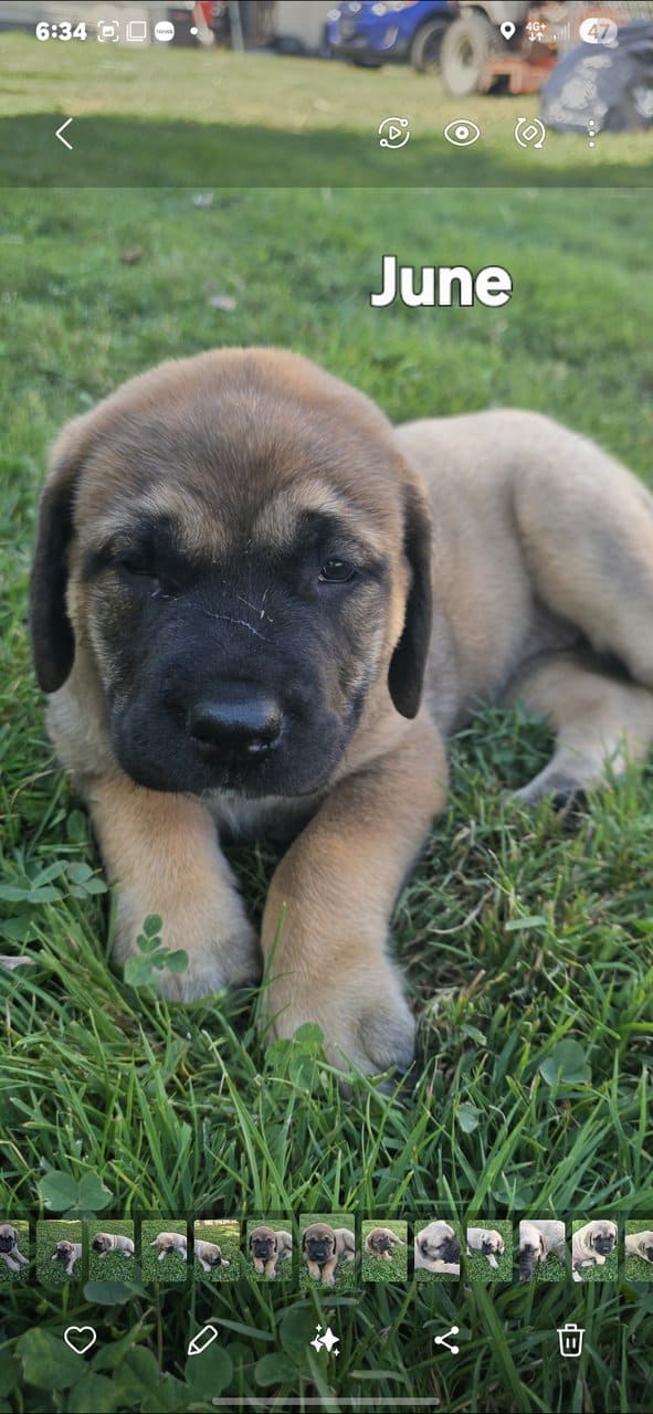 English Mastiff image 3