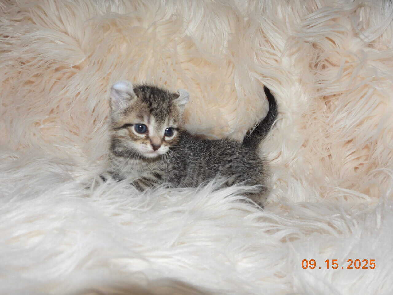 Two Highlander kittens available, male & female image 1