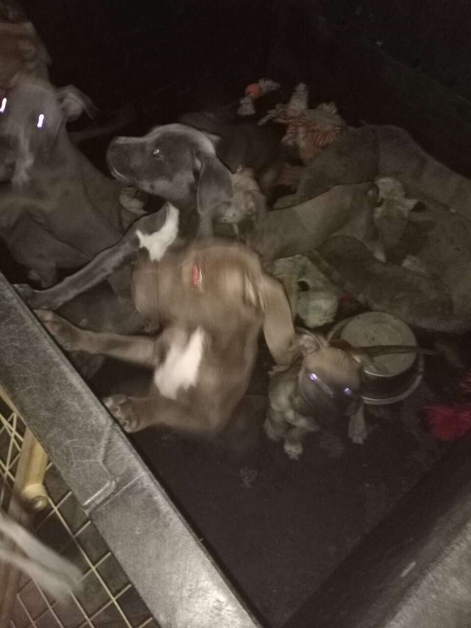 I have nine pitbull puppies mix they are 12 weeks image 1