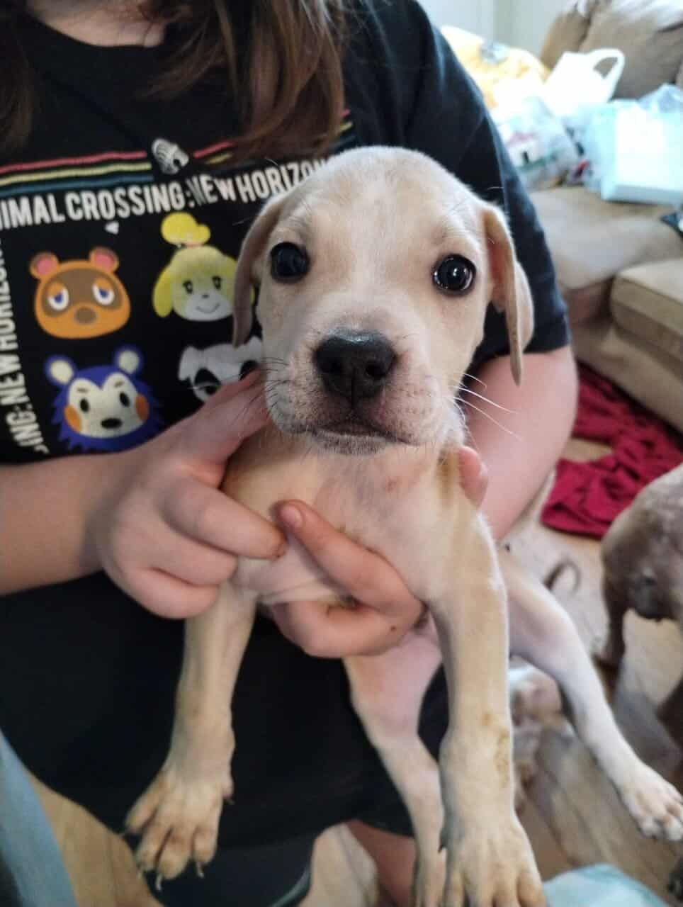 Boerboel/Presa Canario Mix puppies image 7