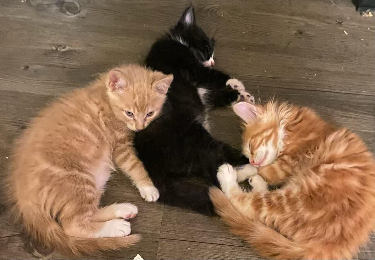 Loving kittens image 3