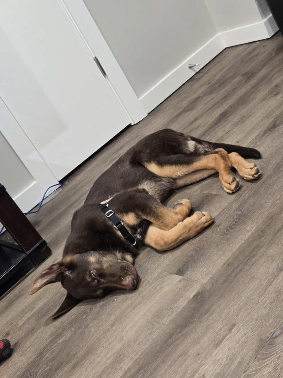 AKC German Shepherd Puppy image 2