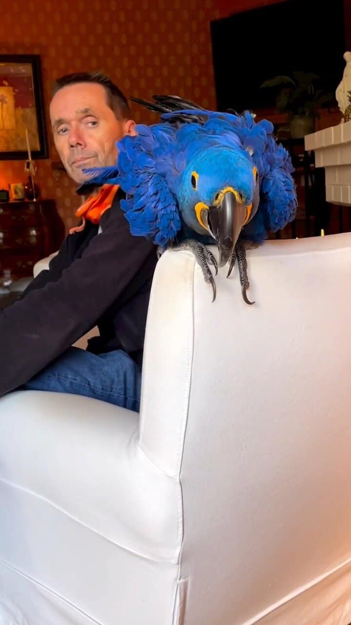 DNA tested fertile hyacinth macaw bonded pair image 4