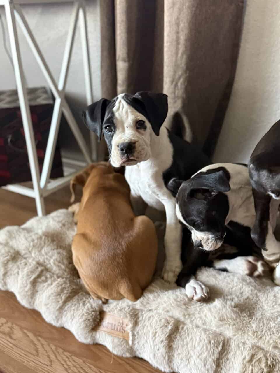 Boxer Puppies image 1