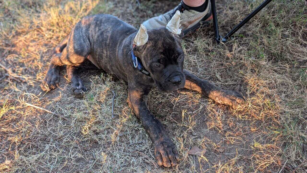 12 week Cane Corso puppy image 4