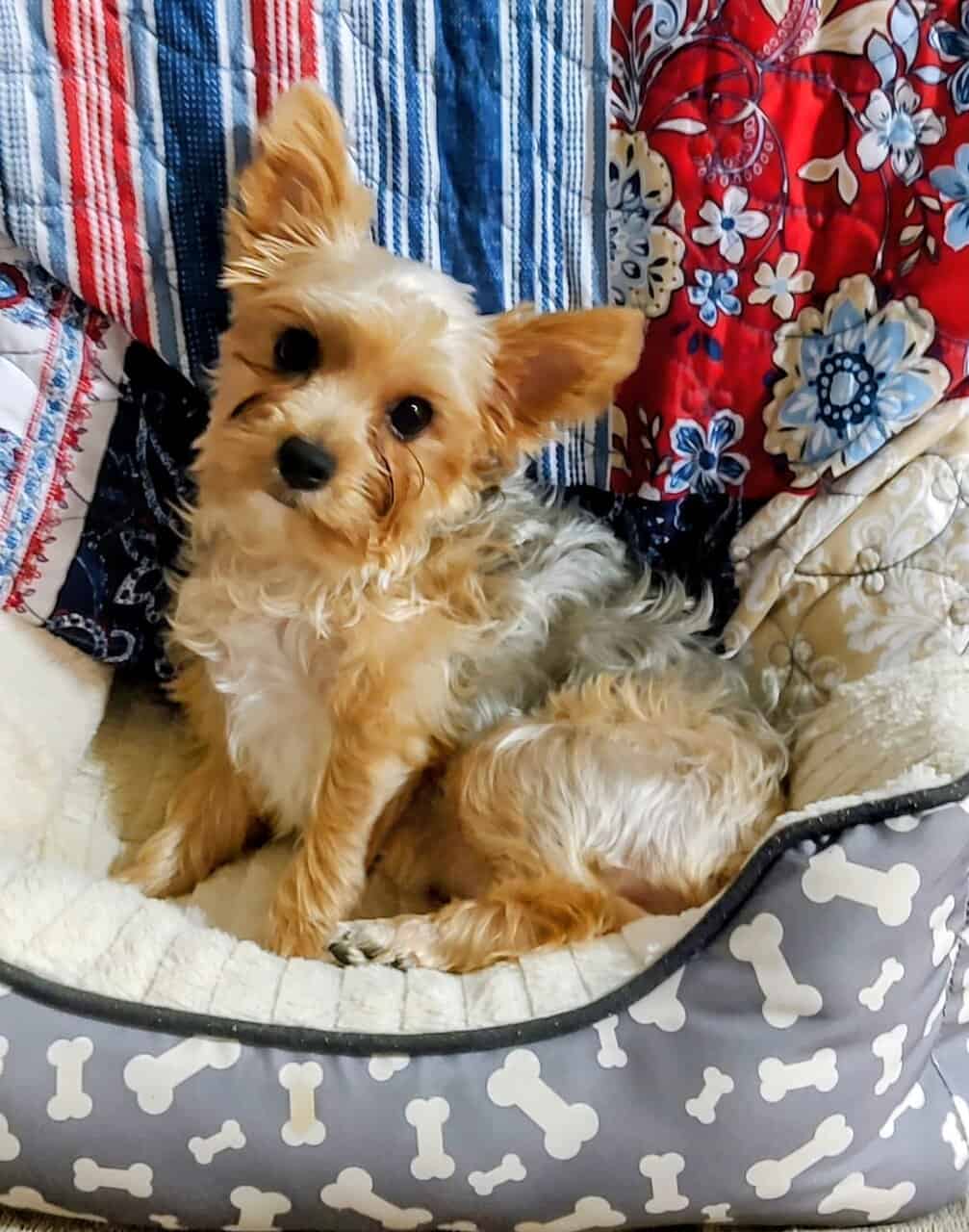 Yorkie Tales image 2