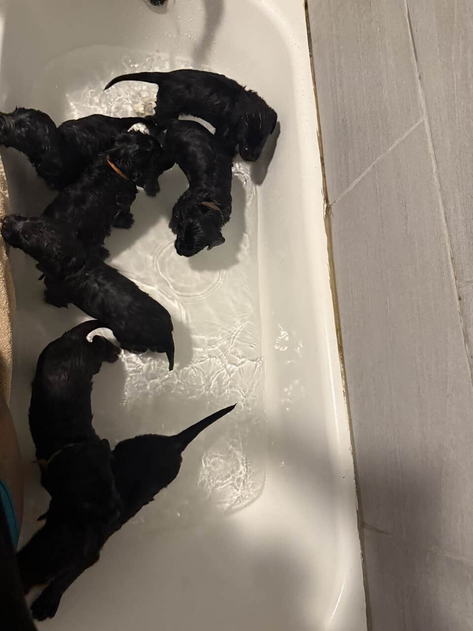 Giant Schnauzer/Great Dane mix Puppies image 2