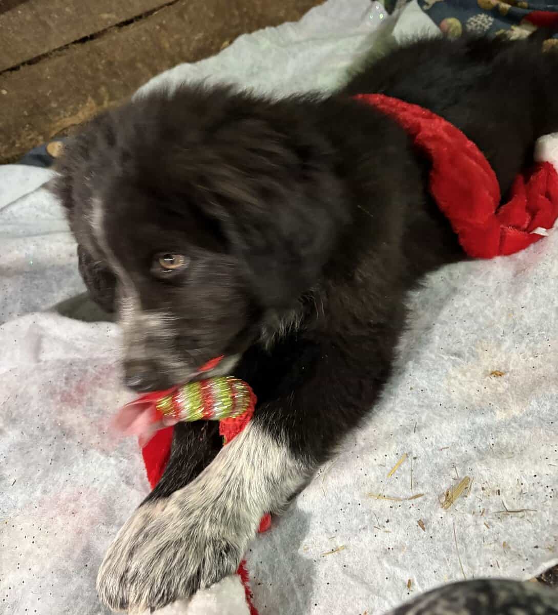 Livestock Guardian pups (LGD) image 5