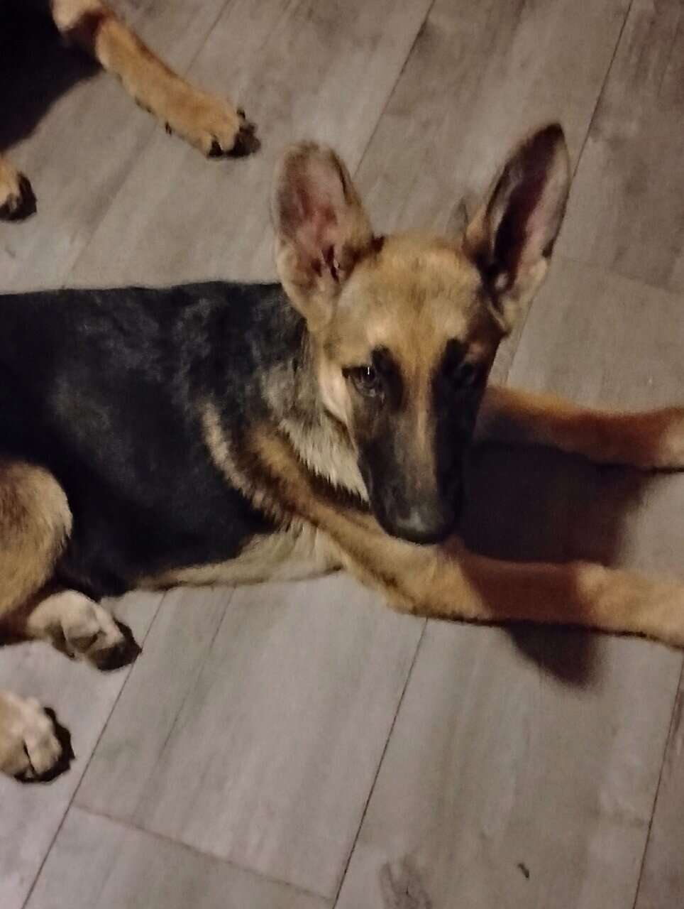 German Sheppard puppies for sale image 6