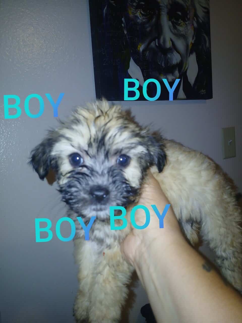 CUTE PUPPIES - Mixed Breed MaltipooTerrier image 7