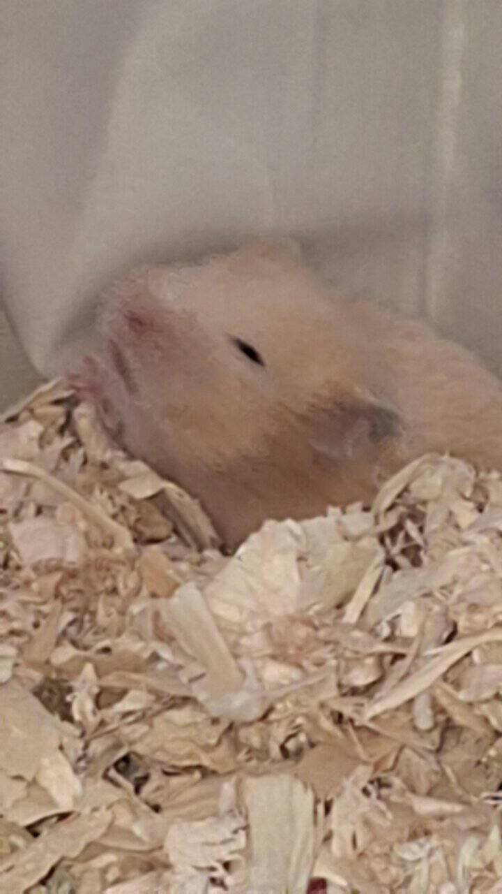 Hamster image 1