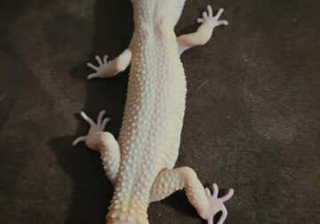 Albino gecko