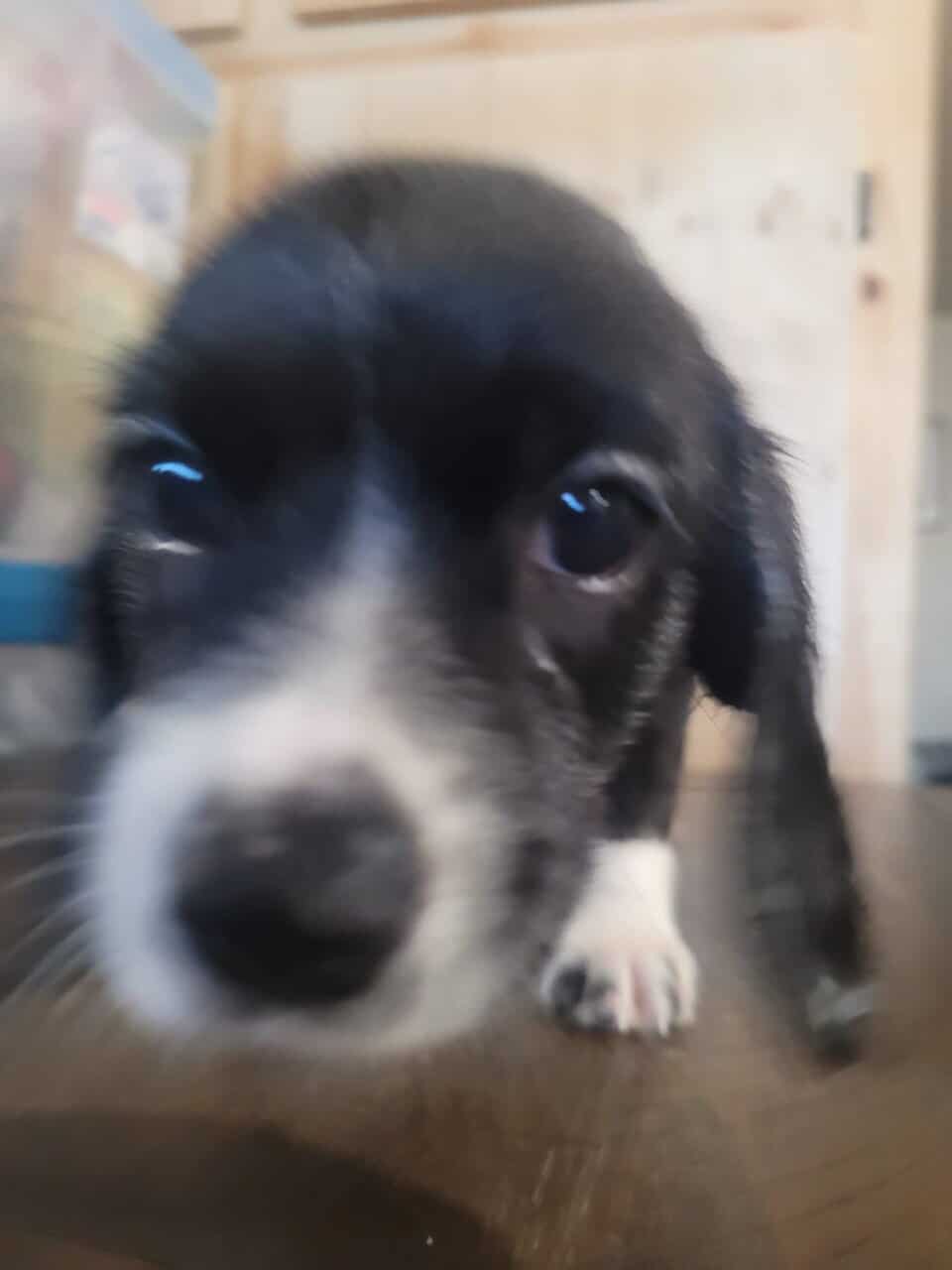 Bocker puppies image 1