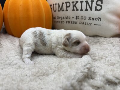 Mini F1b male parti Goldendoodle