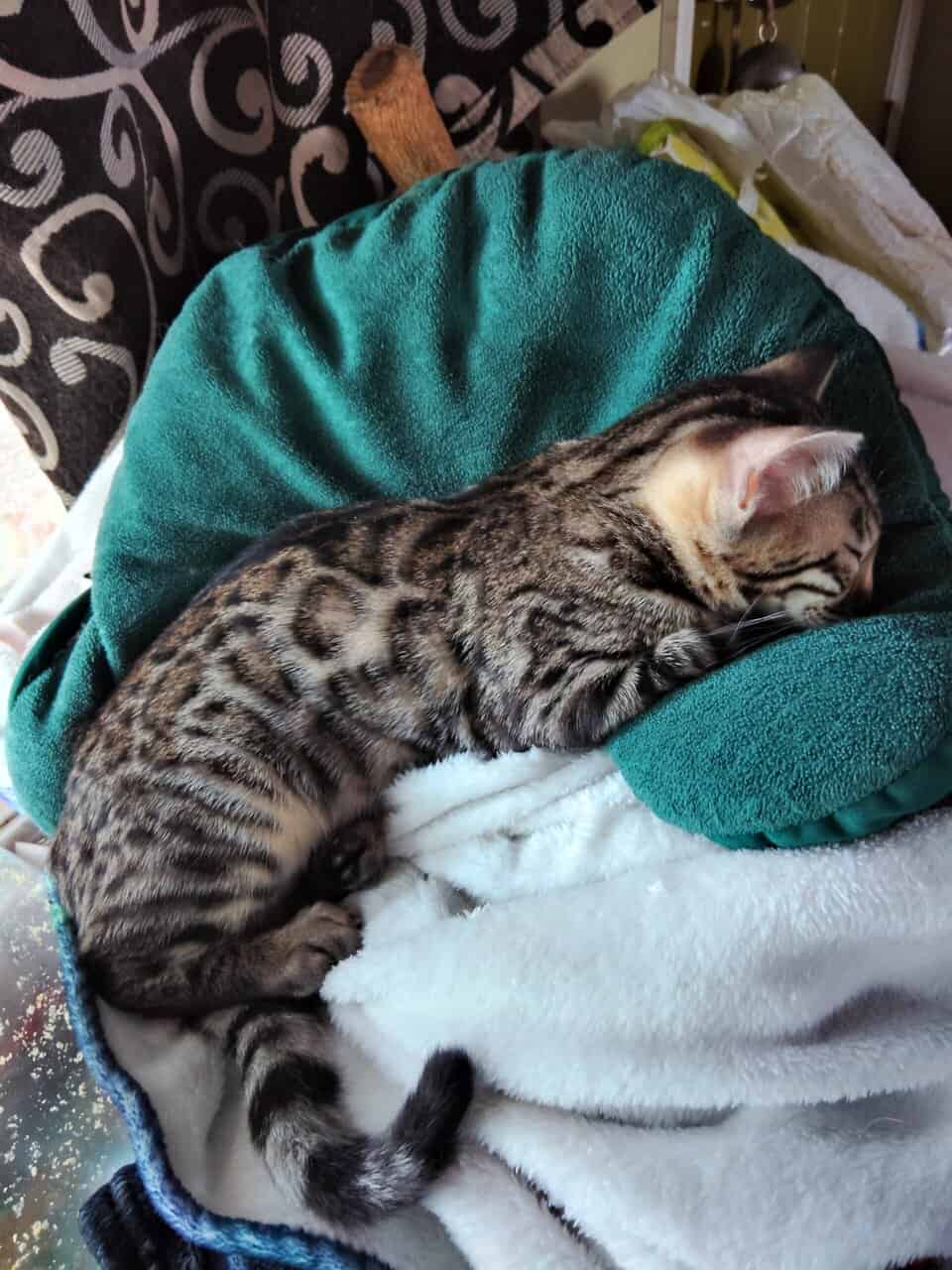 Bengal image 4